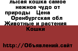 лысая кошка-самое нежное чудо от природы › Цена ­ 5 000 - Оренбургская обл. Животные и растения » Кошки   